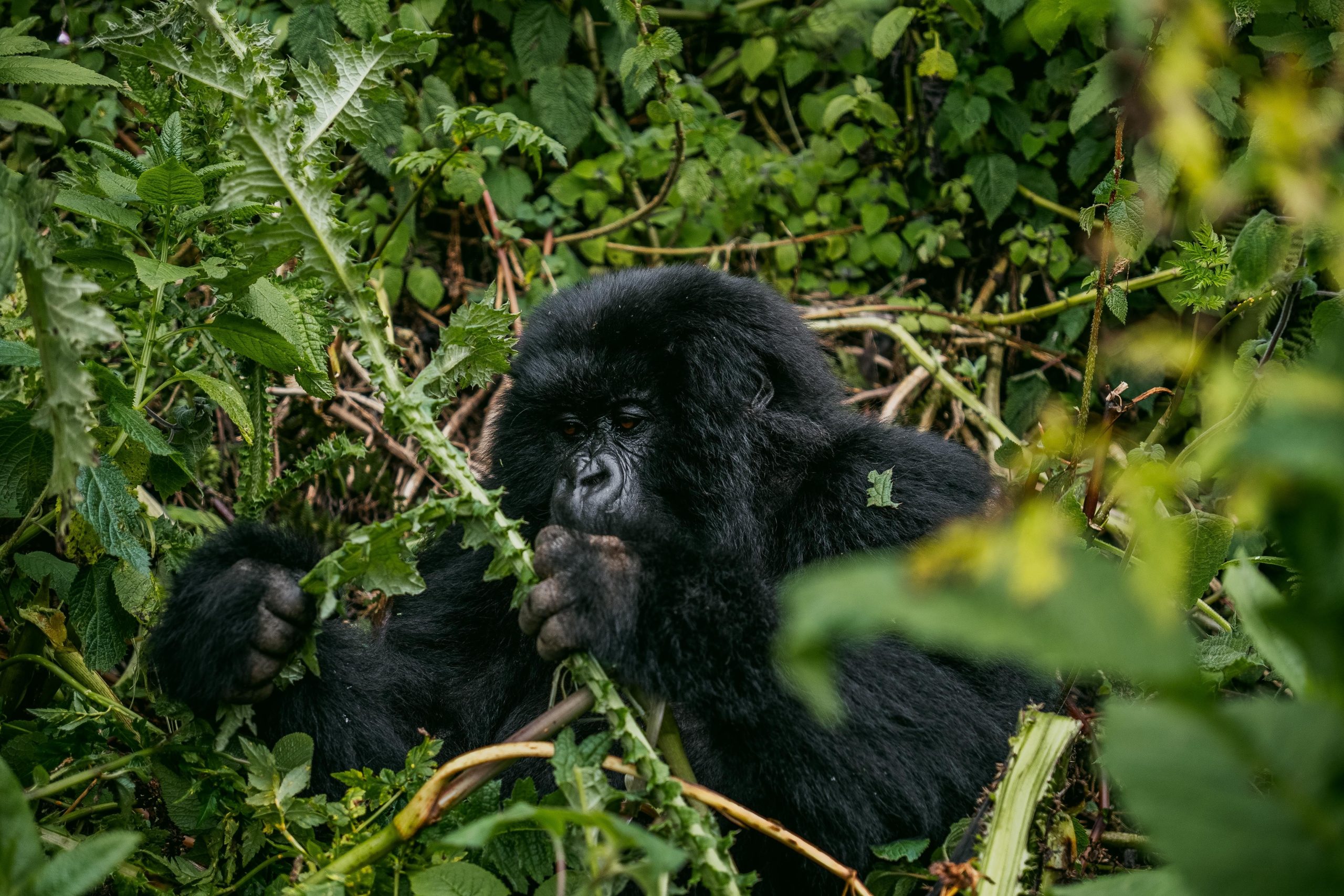 10 Days Budget Gorilla Trekking Uganda