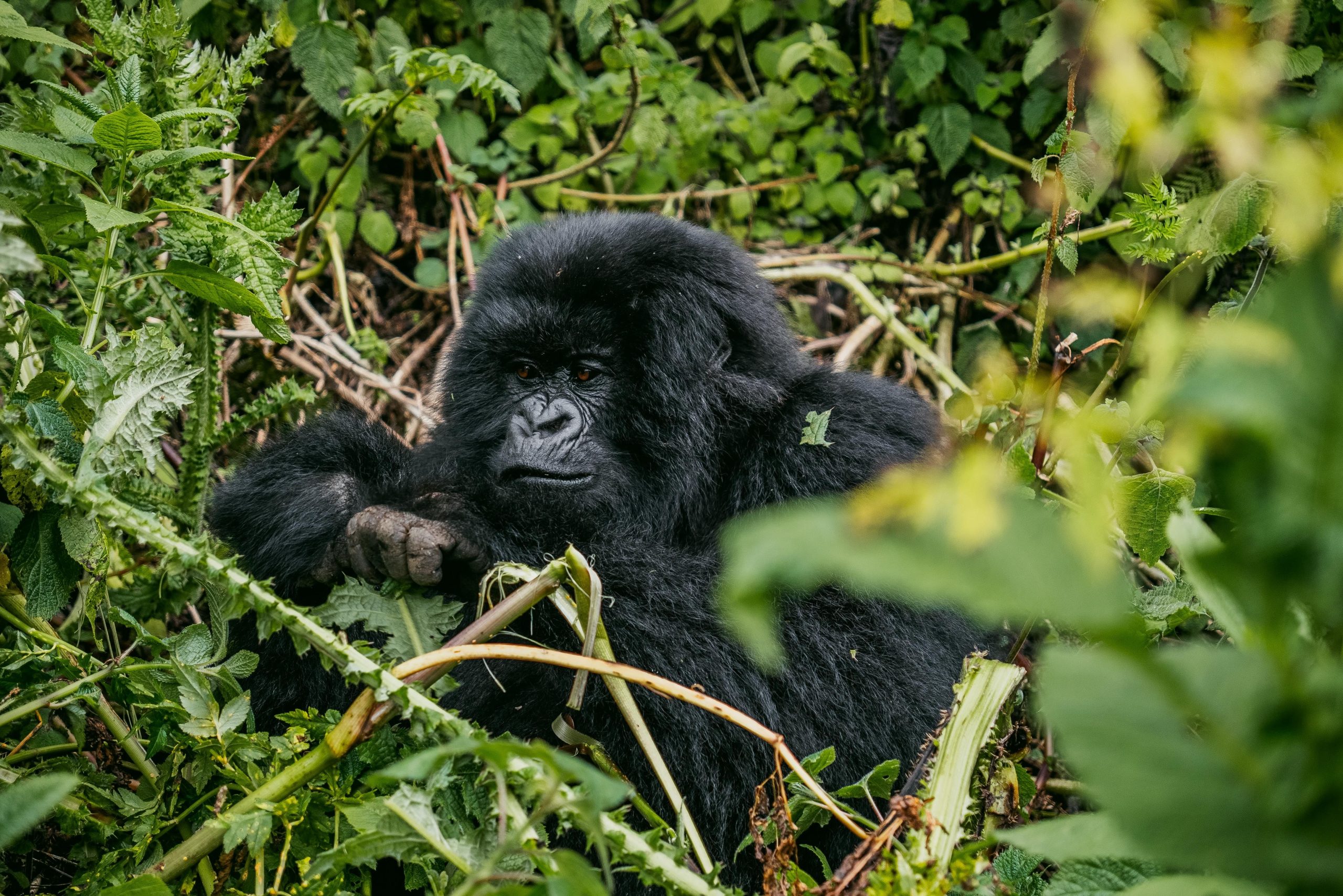 Bwindi Gorilla Trekking Tour