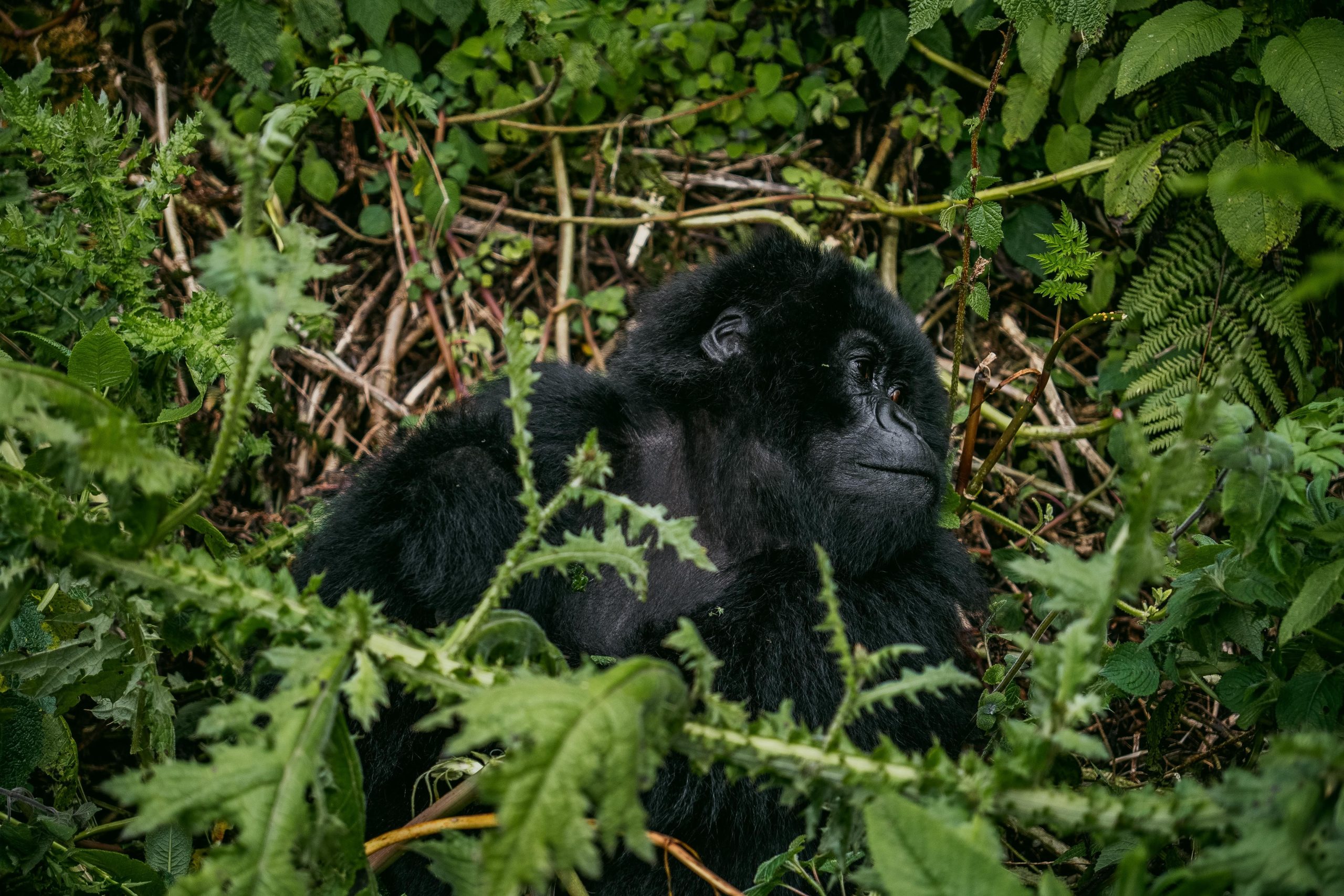 5 Days Cheap Gorilla Safari Uganda