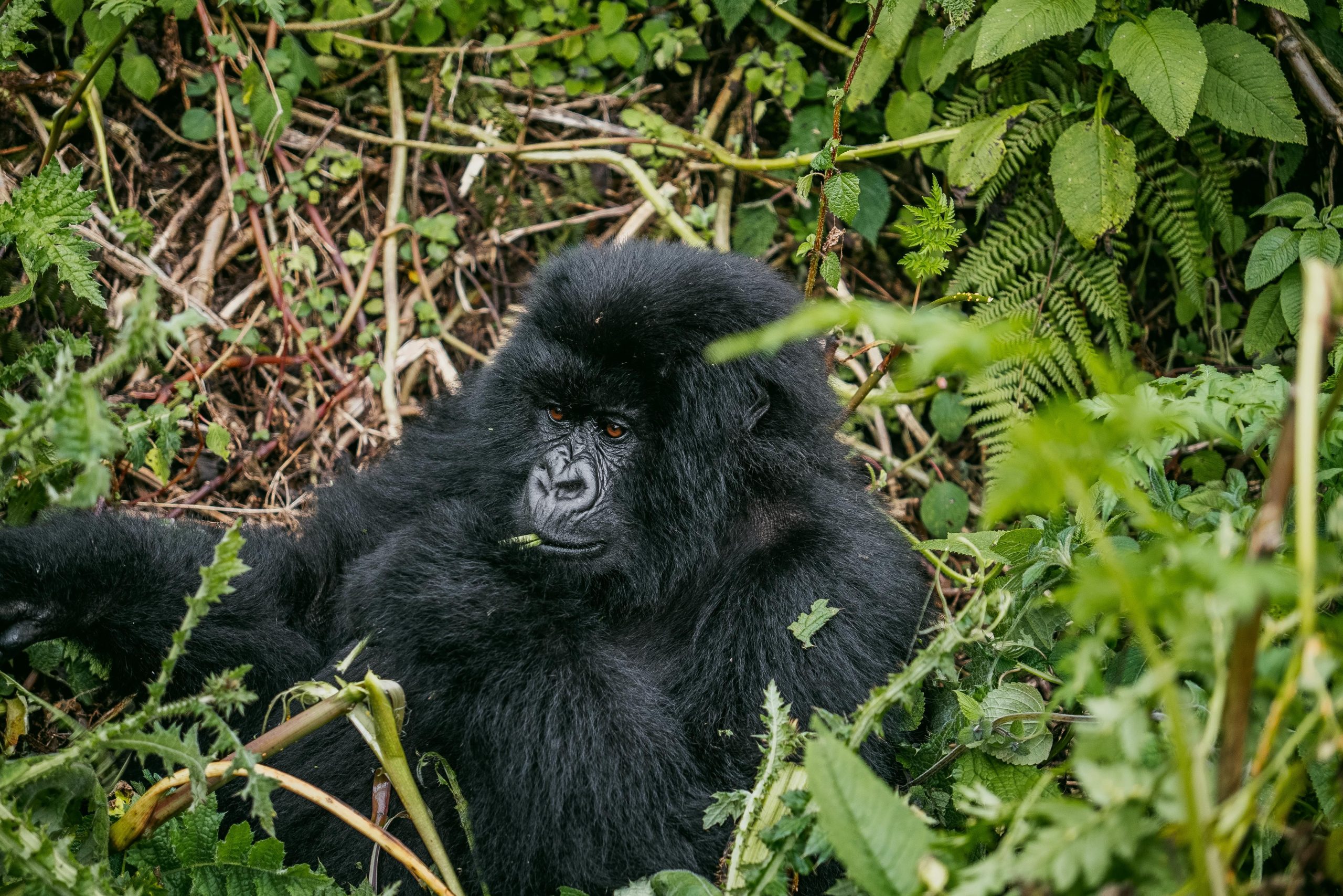 3 Days Gorilla Trekking Rwanda Cost