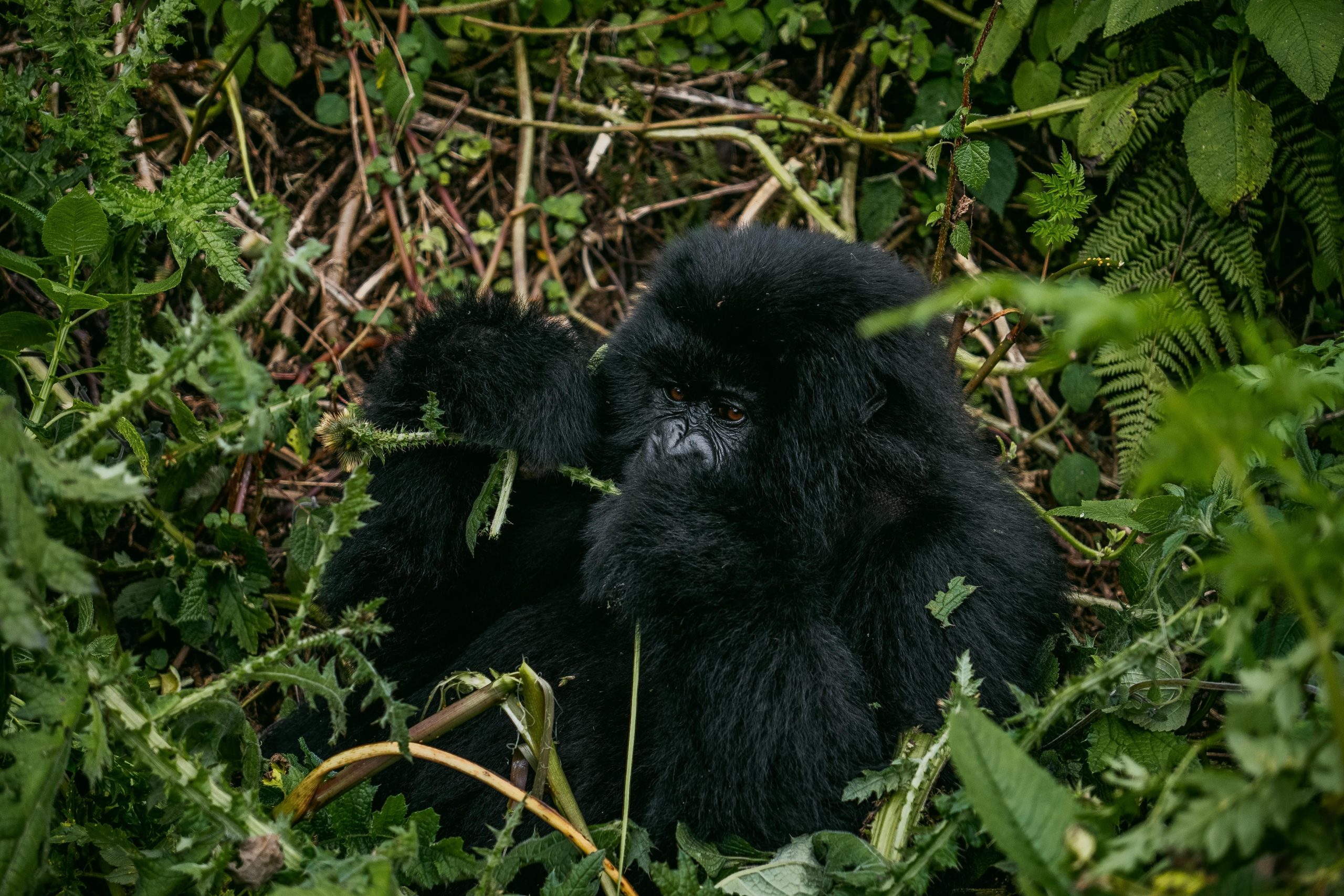 3 Days Budget Gorilla Trekking Uganda