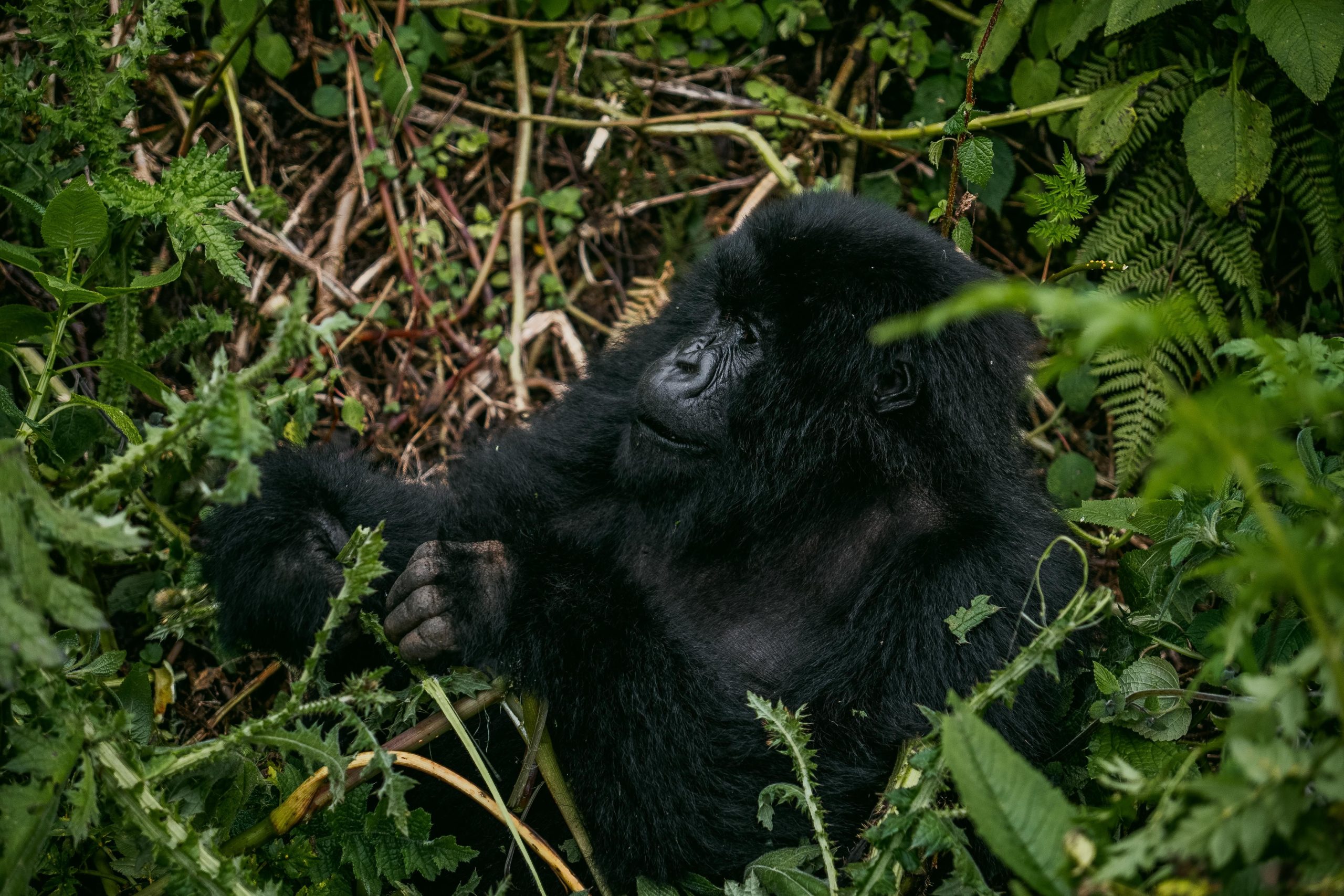 12 Days Budget Primates Safari Uganda