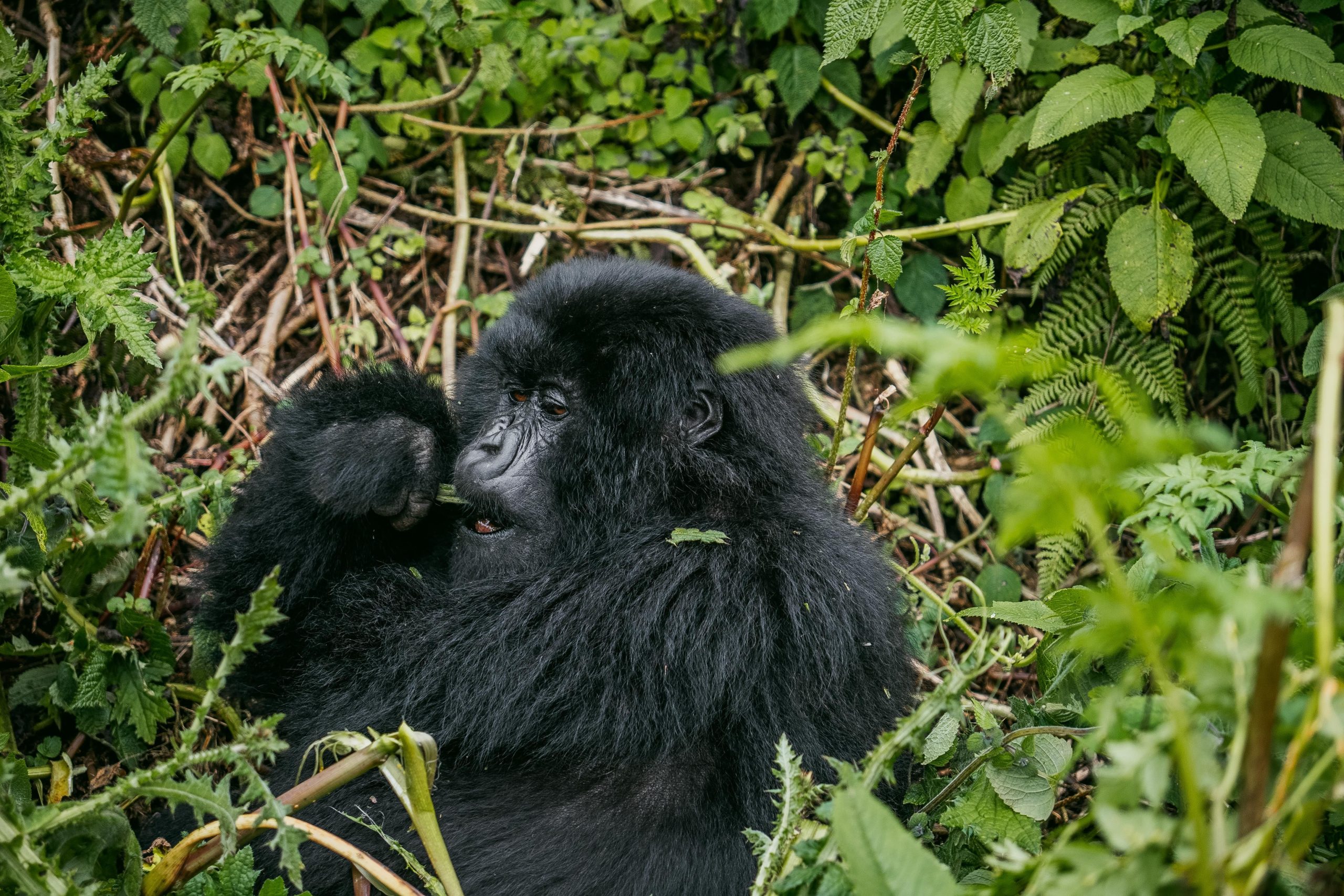 12 Days Gorilla Trekking Rwanda