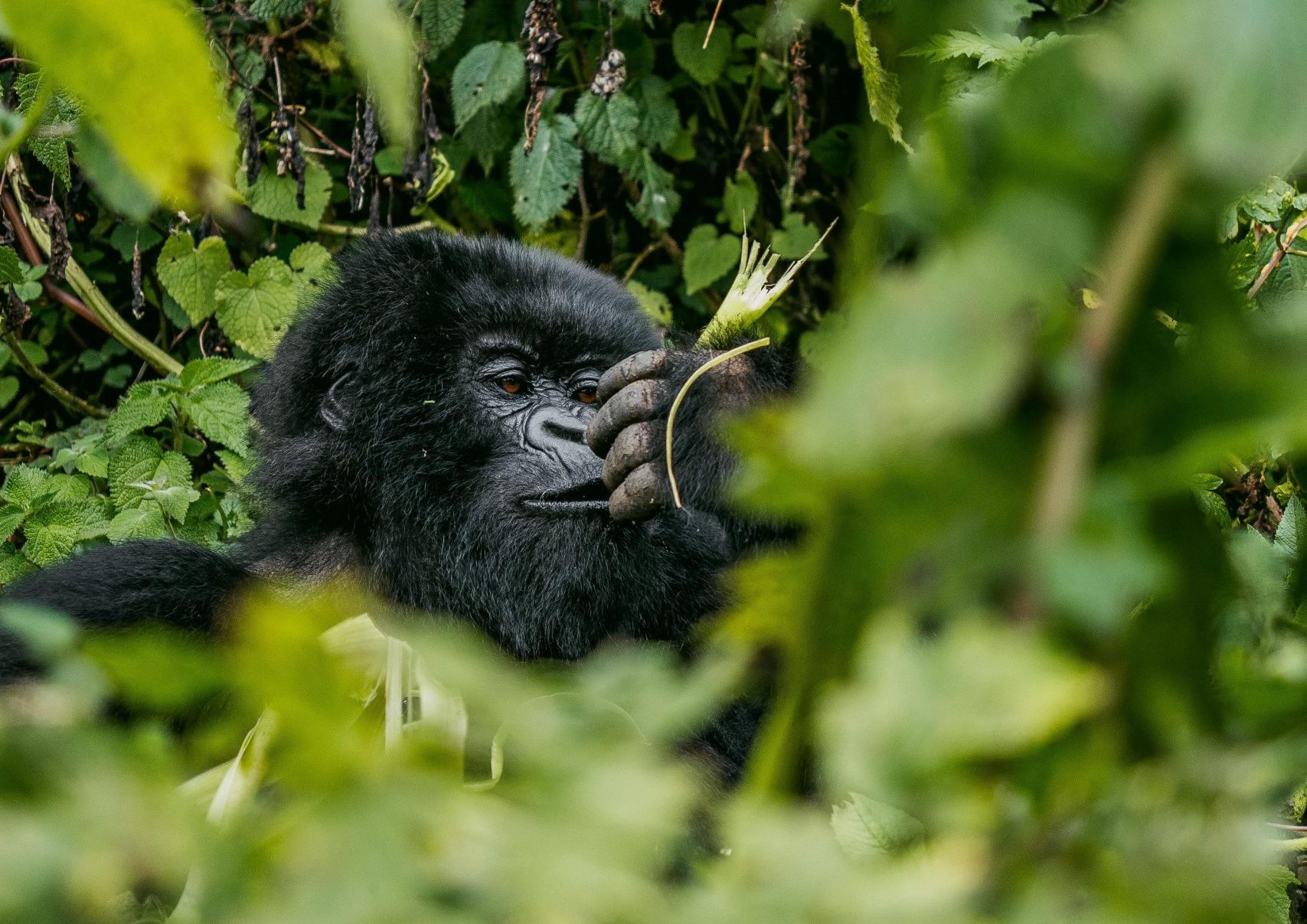 3 Days Cheap Gorilla Trekking Uganda