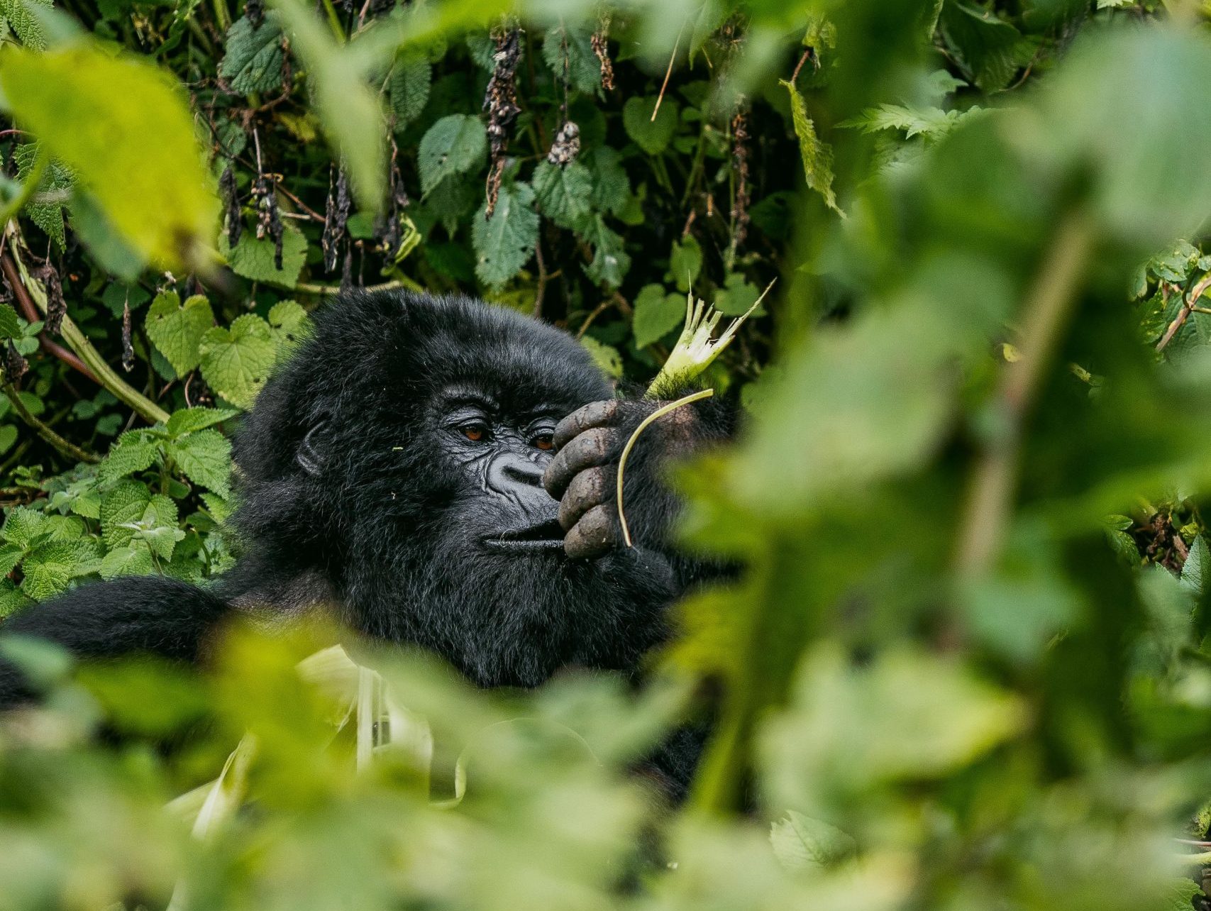 12 Days Wildlife Safari Rwanda