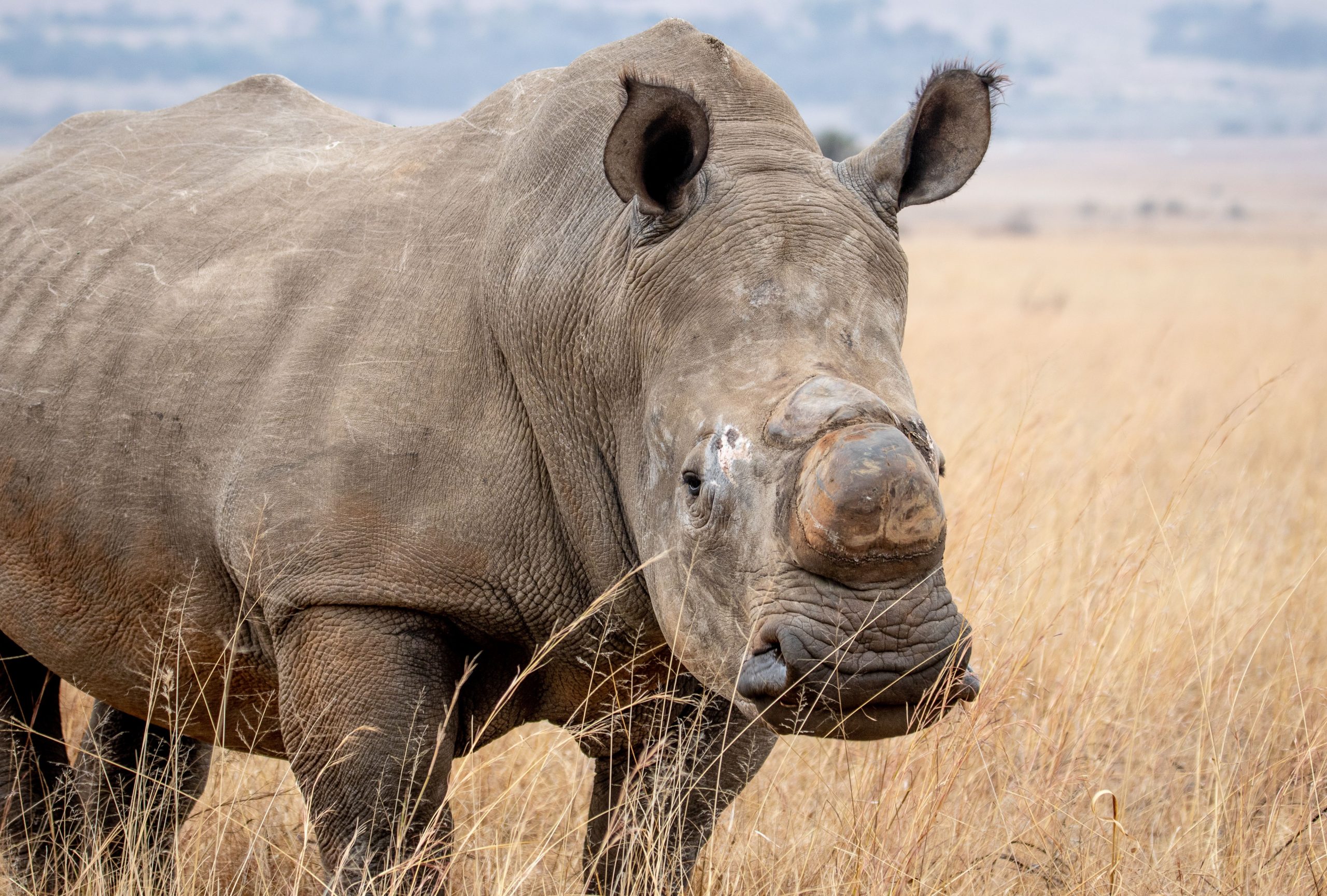 4 Days Affordable Uganda Safari