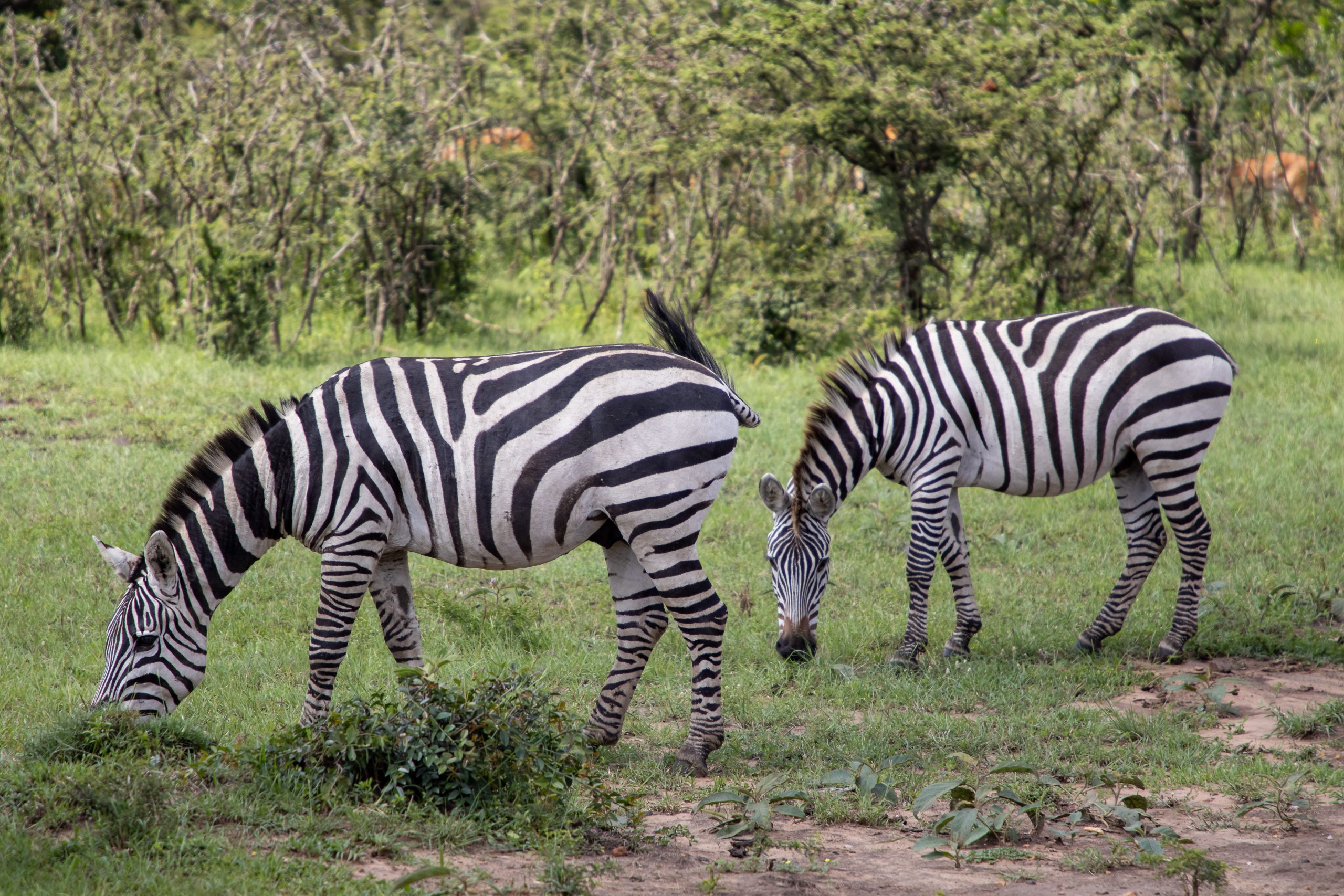 8 Days Rwanda Safari Price