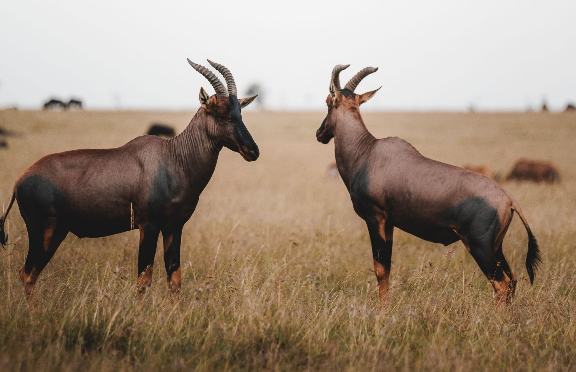 7 Days Rwanda Safari Package