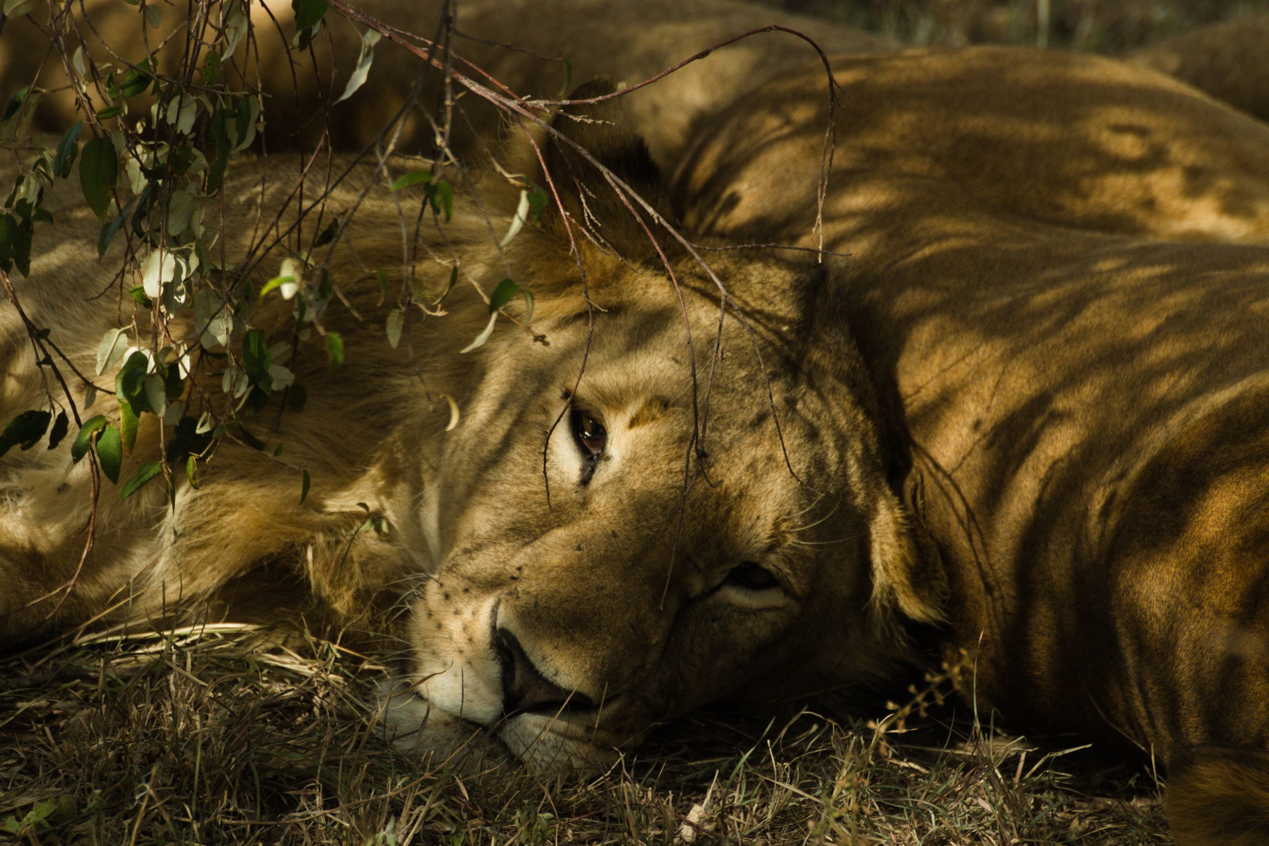 4 Days Uganda Budget Safari