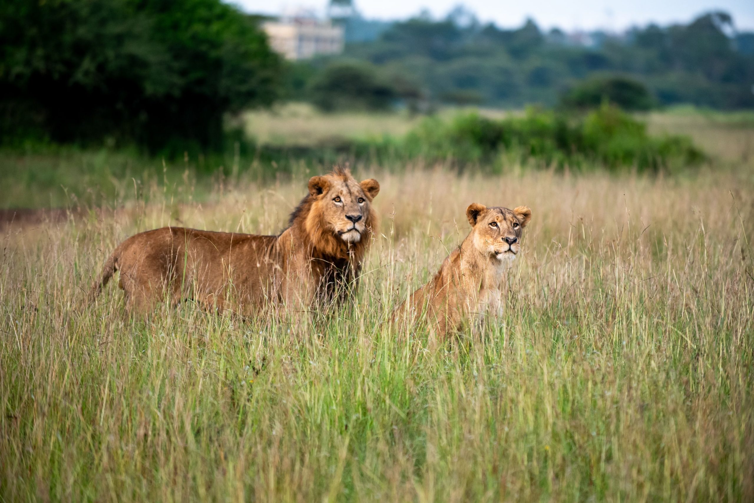 5 Days Budget Queen Elizabeth and Gorilla Safari