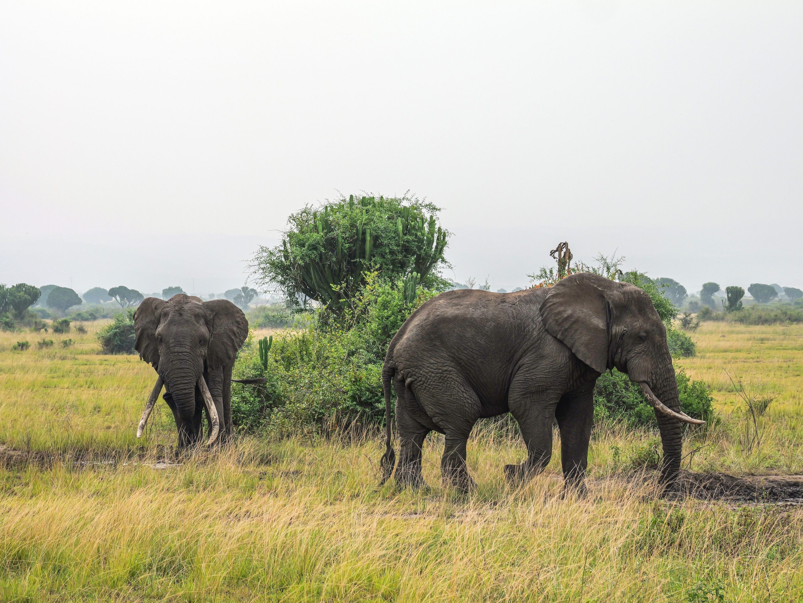 6 Days Low Cost Uganda Safari