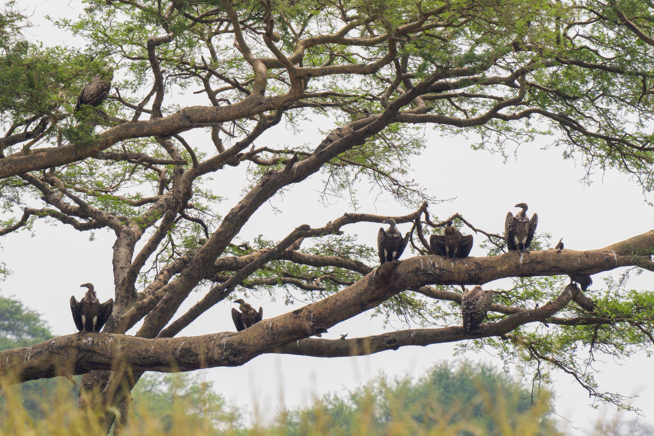 6 Days Budget Birding and Cultural Uganda Safari