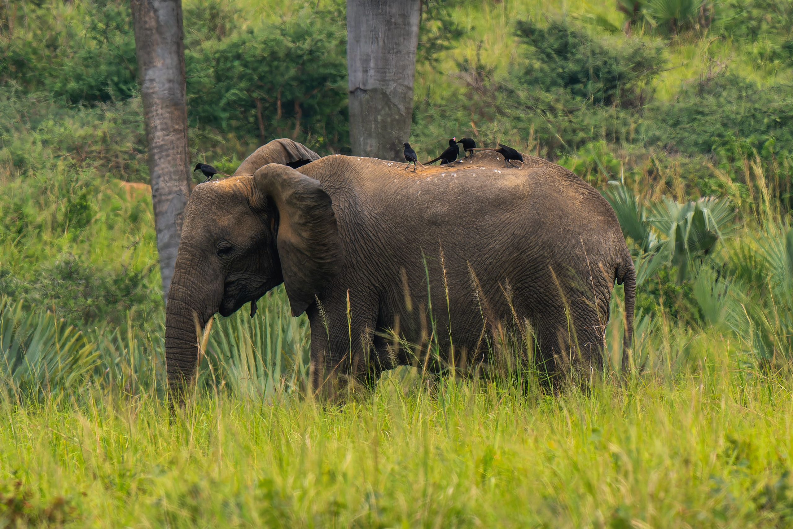 2 Days Uganda Budget Safari