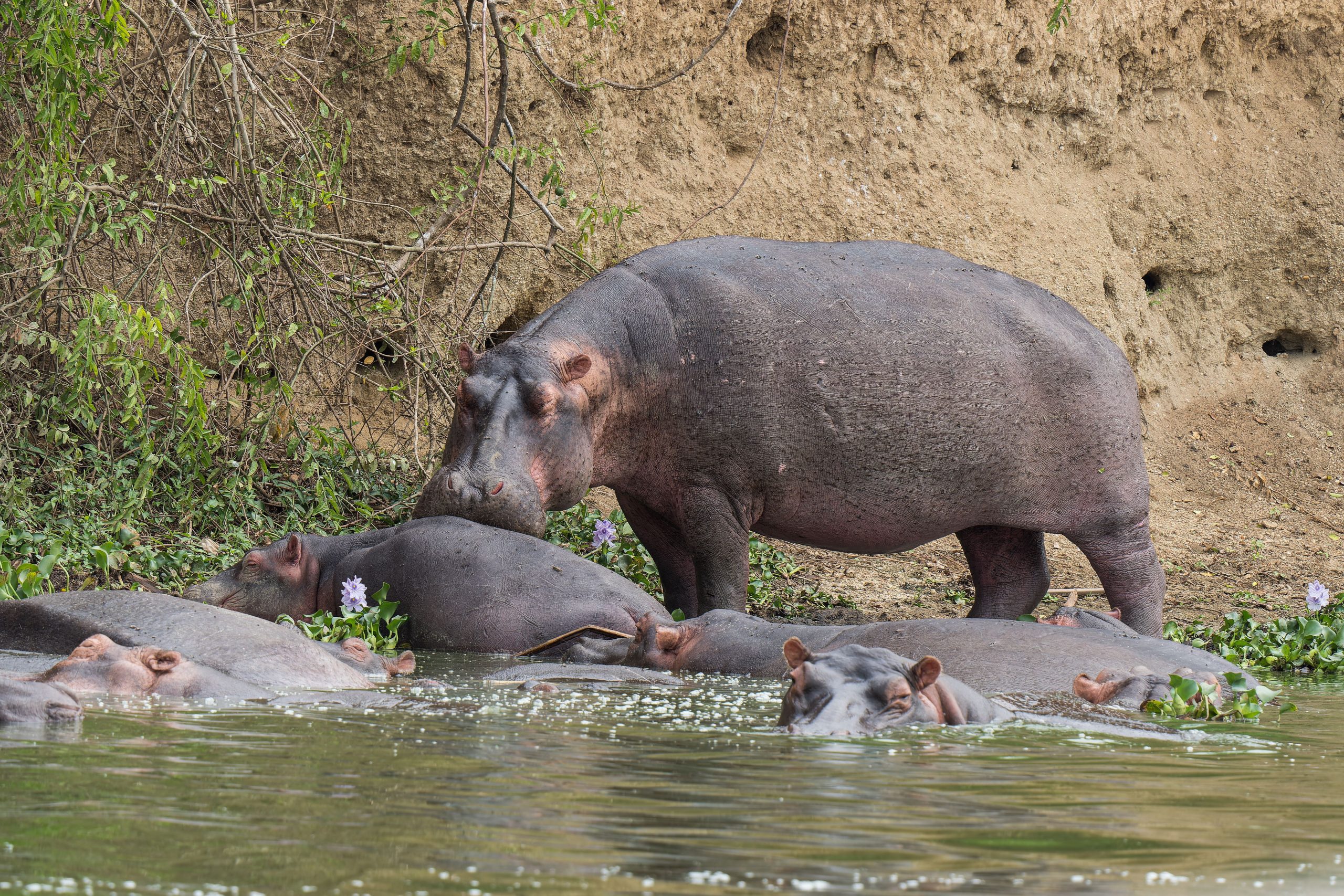 2 Days Cheap Safari Uganda