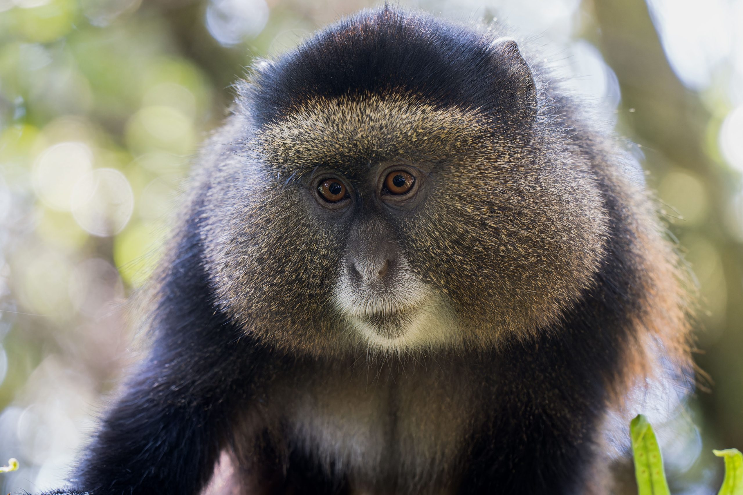 14 Days Rwanda Primates Safari
