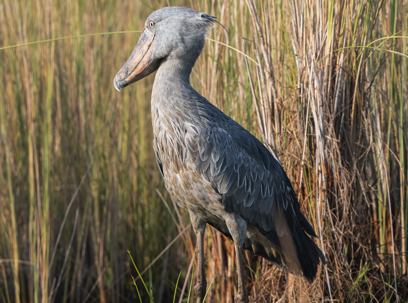 Shoebill Stork Birding Safari Tour Uganda