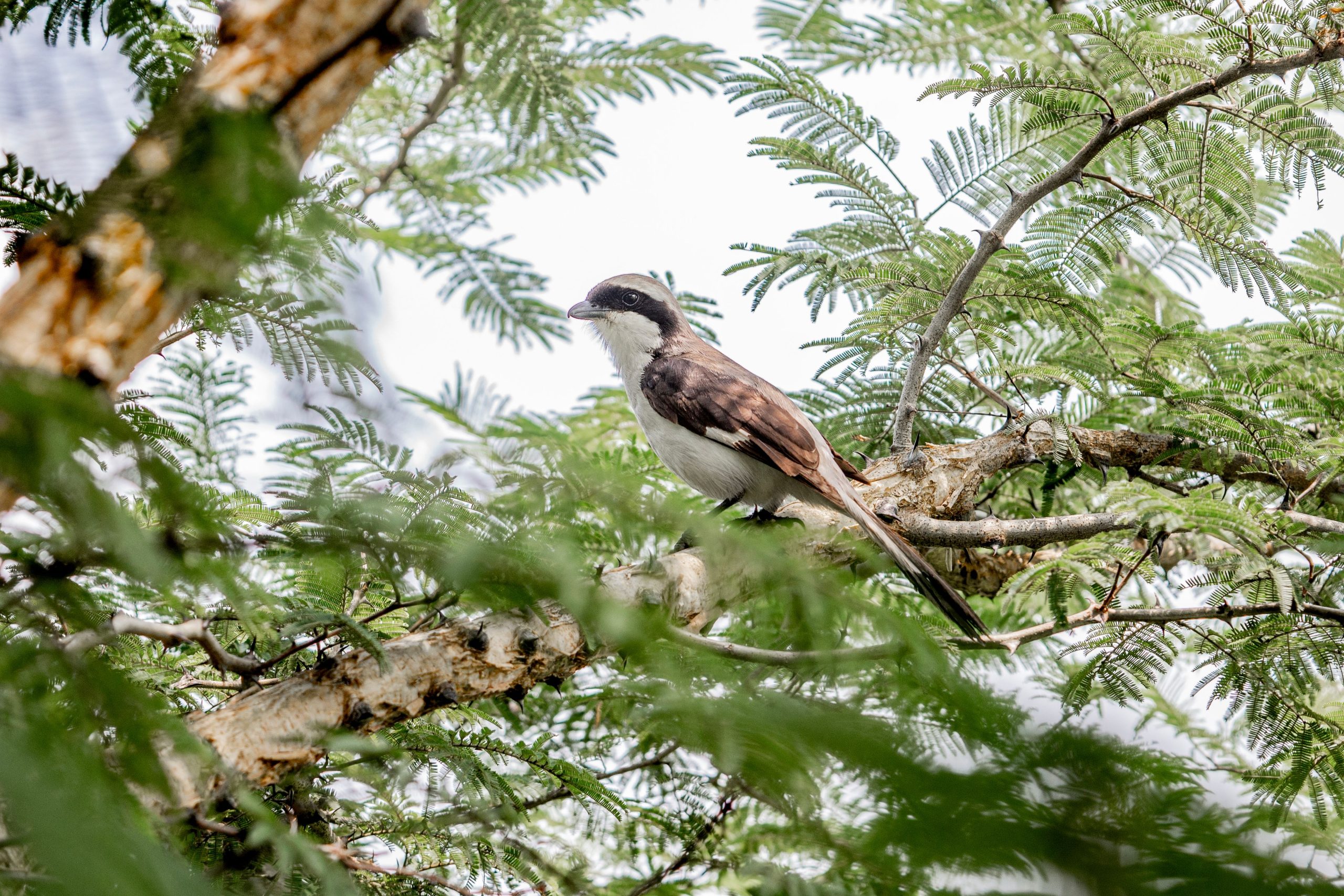 12 Days Birding Rwanda Tour