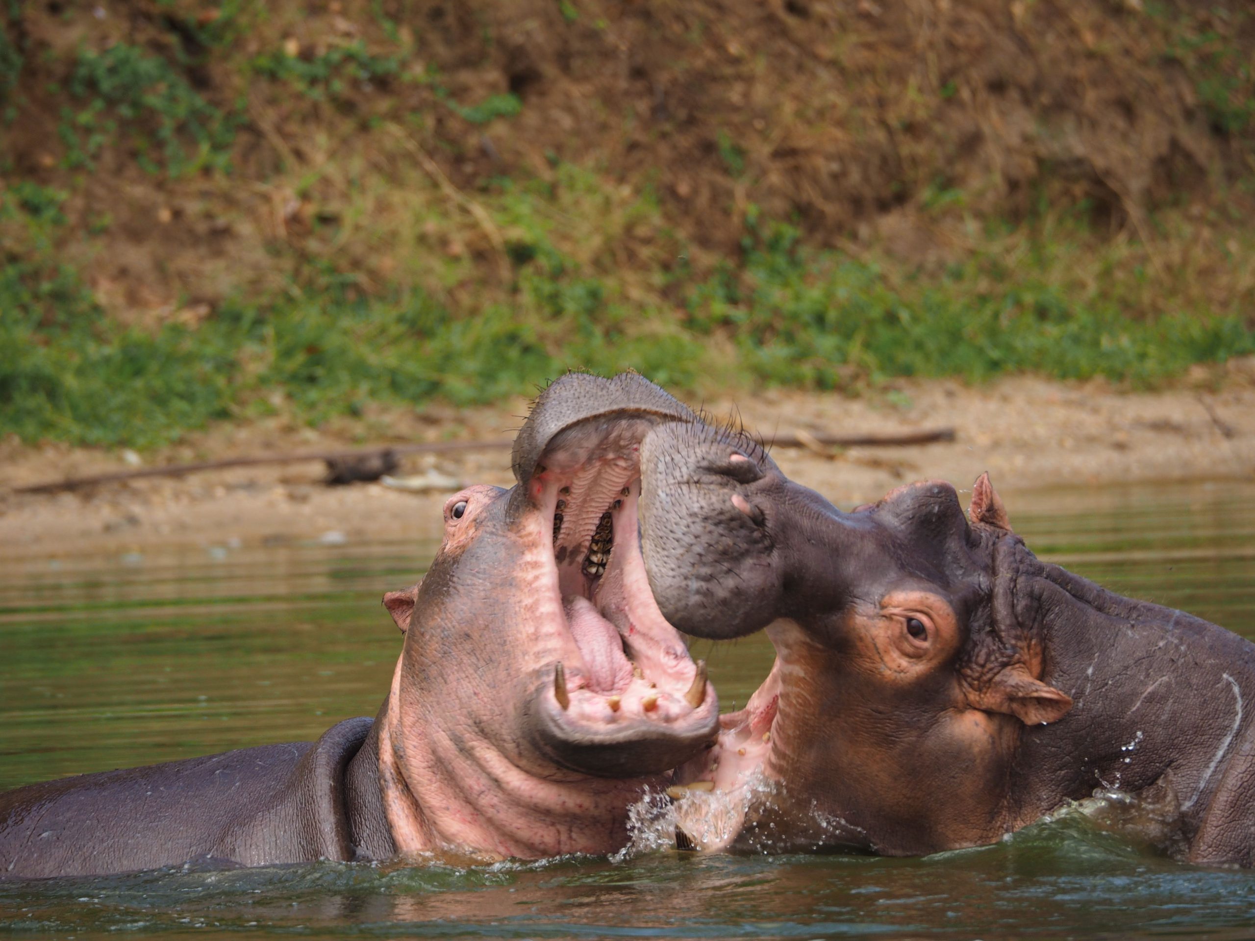 2 Days Affordable Uganda Safari
