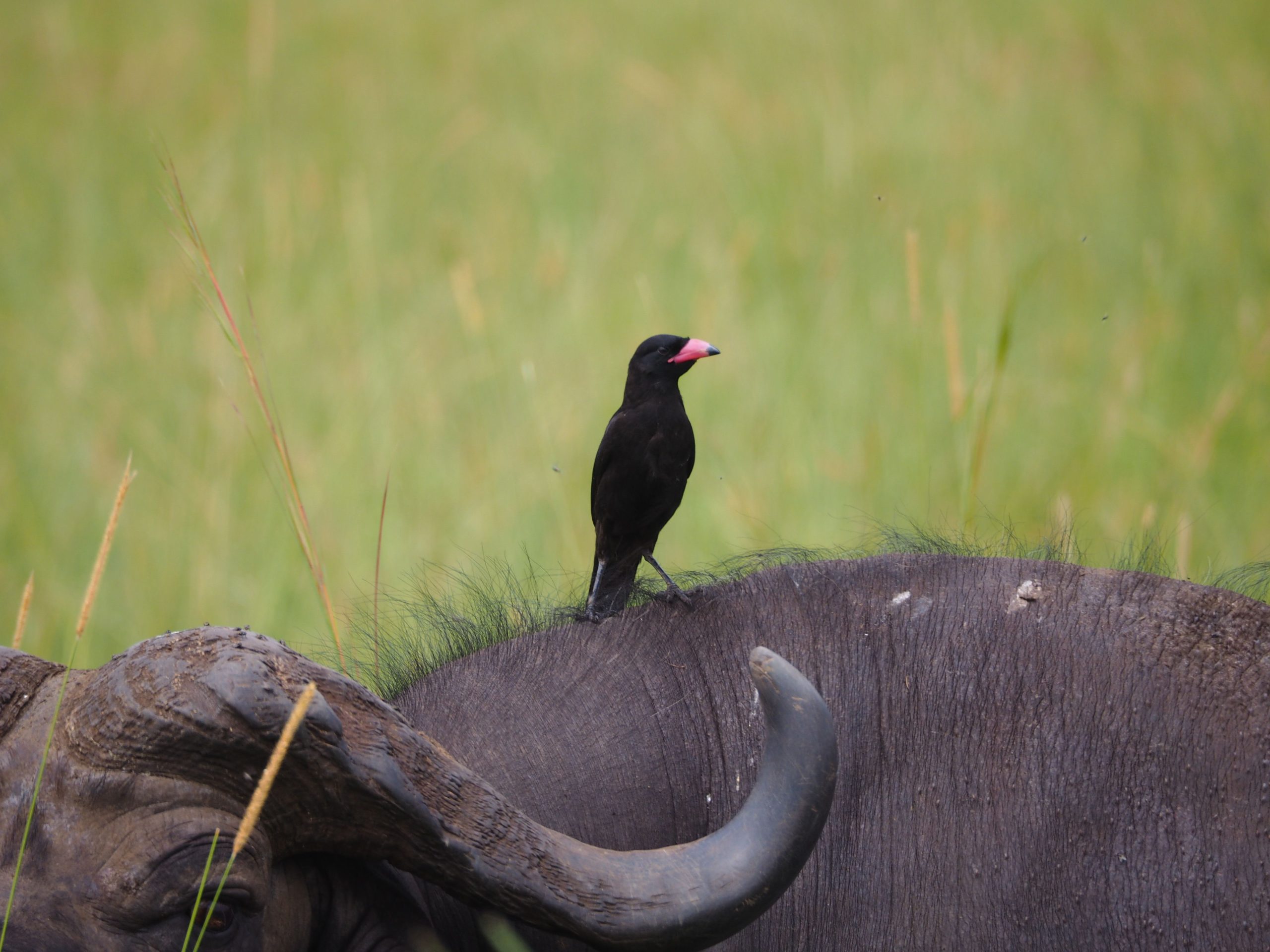 8 Days Budget Birding and Cultural Uganda Tour