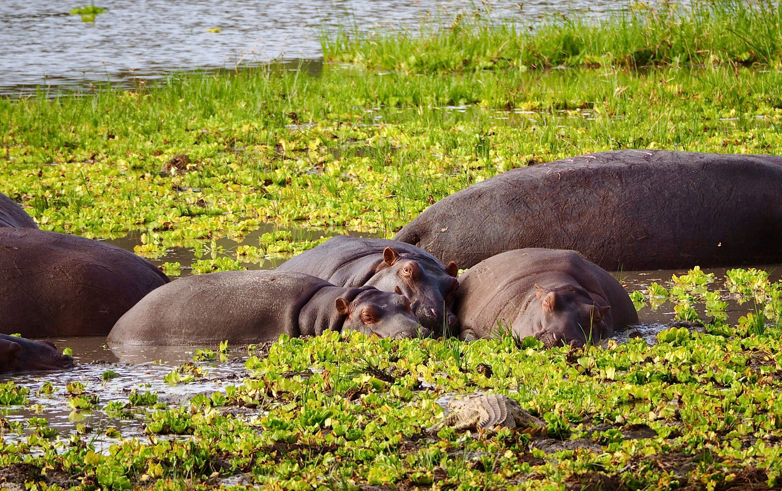 3 Days Budget Queen Elizabeth Safari