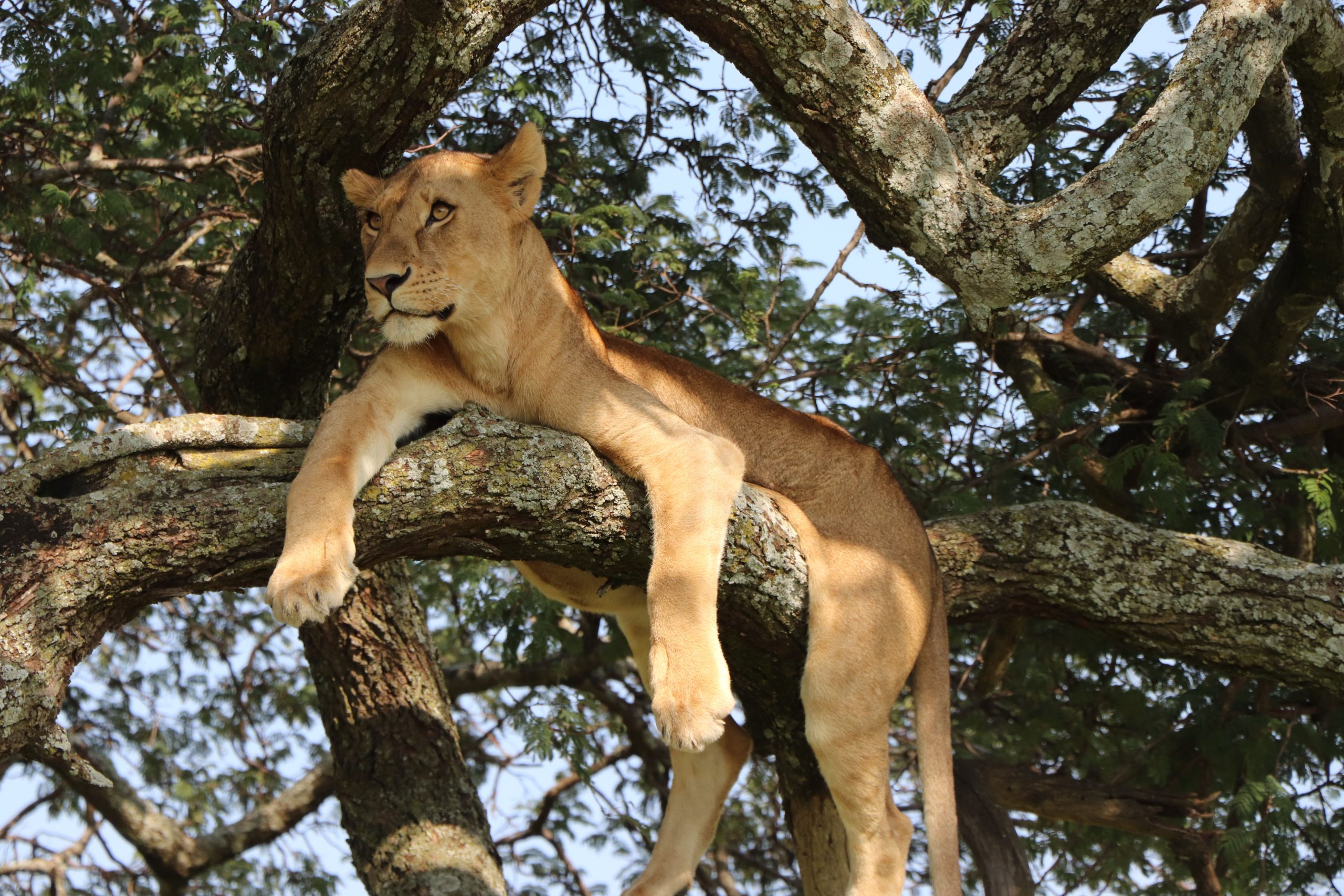 4 Days Cheap Uganda Safari